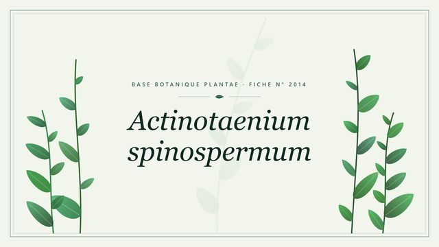 Actinotaenium spinospermum : l'essentiel Planche botanique stylisée d’Actinotaenium spinospermum