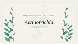 Planche botanique stylisée d’Actinotrichia, famille des Galaxauracées