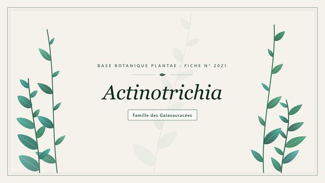 Actinotrichia : comment s'y retrouver Planche botanique stylisée d’Actinotrichia, famille des Galaxauracées