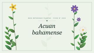 Planche botanique stylisée d’Acuan bahamense
