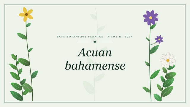 Acuan bahamense : fiche descriptive et taxonomie Planche botanique stylisée d’Acuan bahamense