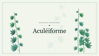 Illustration botanique stylisée du terme « Aculéiforme » du glossaire
