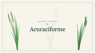 Illustration botanique stylisée du terme « Acuraciforme » du glossaire