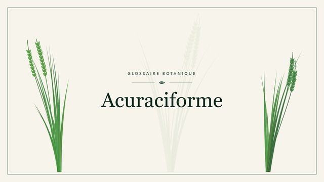 Acuraciforme : conseils et analyse Illustration botanique stylisée du terme « Acuraciforme » du glossaire
