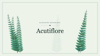 Illustration botanique stylisée du terme « Acutiflore » du glossaire
