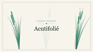Illustration botanique stylisée du terme « Acutifolié » du glossaire