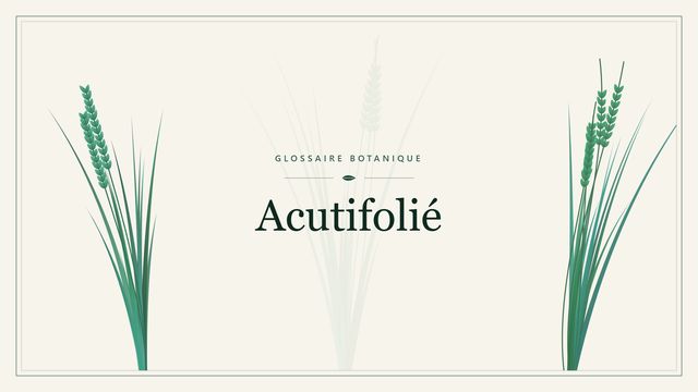 Acutifolié : l'essentiel Illustration botanique stylisée du terme « Acutifolié » du glossaire