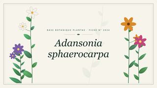 Planche botanique stylisée d’Adansonia sphaerocarpa