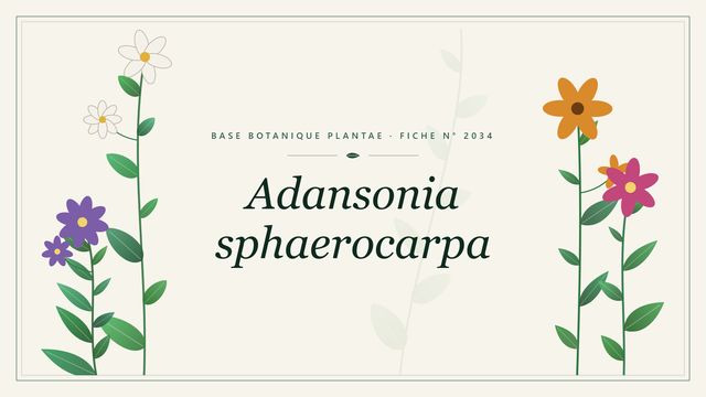 Adansonia sphaerocarpa : fiche descriptive et taxonomie Planche botanique stylisée d’Adansonia sphaerocarpa