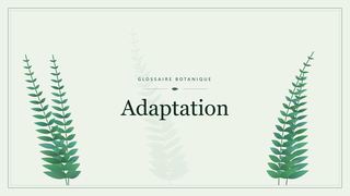 Illustration botanique stylisée du terme « Adaptation » du glossaire