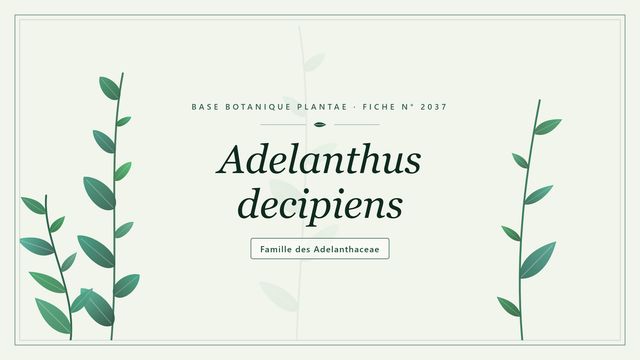 Adelanthus decipiens : décryptage Planche botanique stylisée d’Adelanthus decipiens, famille des Adelanthaceae