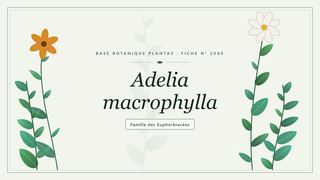 Planche botanique stylisée d’Adelia macrophylla, famille des Euphorbiacées