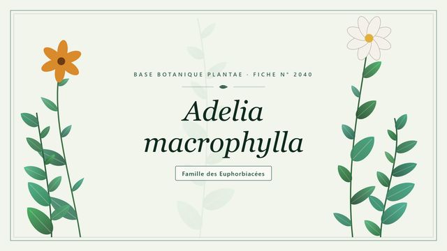 Adelia macrophylla : un arbuste dioïque des forêts tropicales américaines Planche botanique stylisée d’Adelia macrophylla, famille des Euphorbiacées