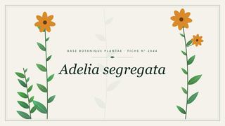 Planche botanique stylisée d’Adelia segregata