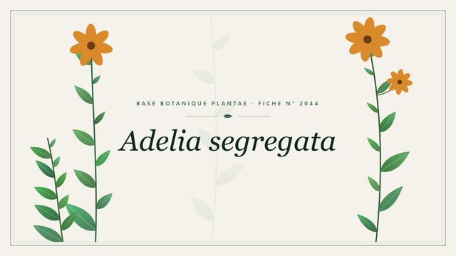 Adelia segregata : fiche descriptive et taxonomie Planche botanique stylisée d’Adelia segregata