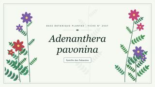 Planche botanique stylisée d’Adenanthera pavonina, famille des Fabacées