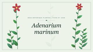 Planche botanique stylisée d’Adenarium marinum