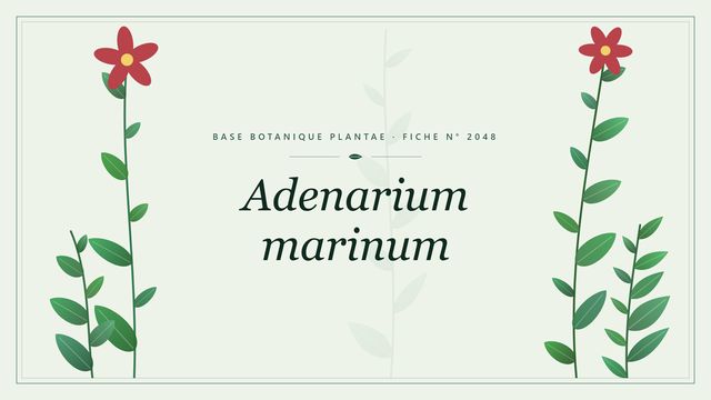 Adenarium marinum : fiche descriptive et taxonomie Planche botanique stylisée d’Adenarium marinum