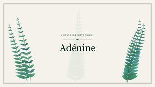 Illustration botanique stylisée du terme « Adénine » du glossaire