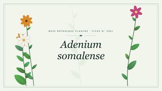 Planche botanique stylisée d’Adenium somalense