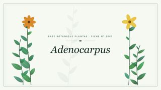 Planche botanique stylisée d’Adenocarpus