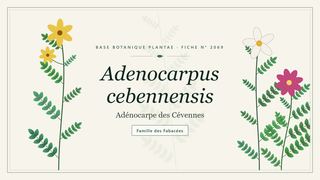 Planche botanique stylisée d’Adenocarpus cebennensis (Adénocarpe des Cévennes), famille des Fabacées