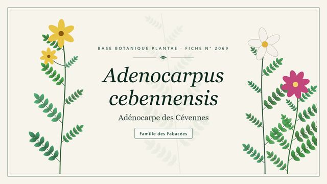 Adenocarpus cebennensis : les bases Planche botanique stylisée d’Adenocarpus cebennensis (Adénocarpe des Cévennes), famille des Fabacées
