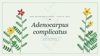 Planche botanique stylisée d’Adenocarpus complicatus, famille des Fabacées