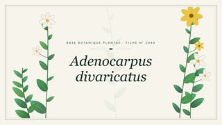 Planche botanique stylisée d’Adenocarpus divaricatus