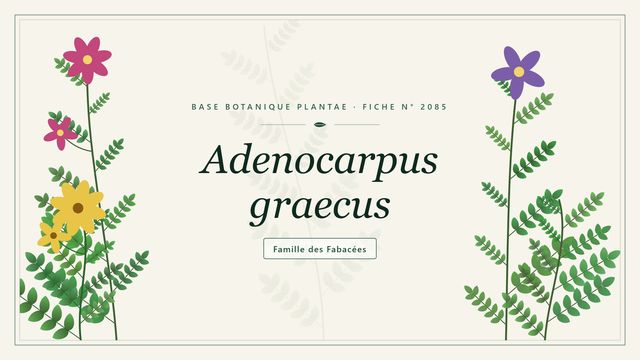 Adenocarpus graecus : description, milieu et culture de l'adénocarpe de Grèce Planche botanique stylisée d’Adenocarpus graecus, famille des Fabacées