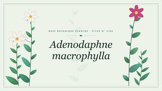Planche botanique stylisée d’Adenodaphne macrophylla