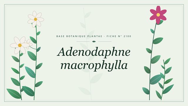 Adenodaphne macrophylla : tout comprendre Planche botanique stylisée d’Adenodaphne macrophylla