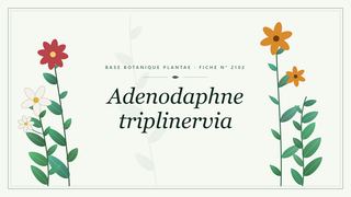Planche botanique stylisée d’Adenodaphne triplinervia