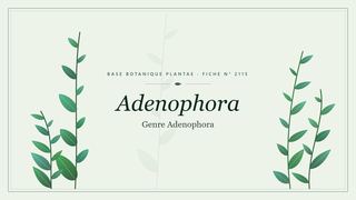 Planche botanique stylisée d’Adenophora (Genre Adenophora)