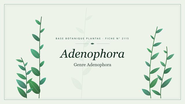 Adenophora : panorama Planche botanique stylisée d’Adenophora (Genre Adenophora)