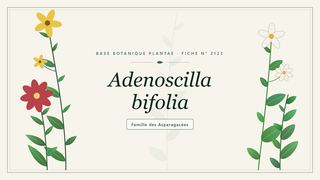 Planche botanique stylisée d’Adenoscilla bifolia, famille des Asparagacées