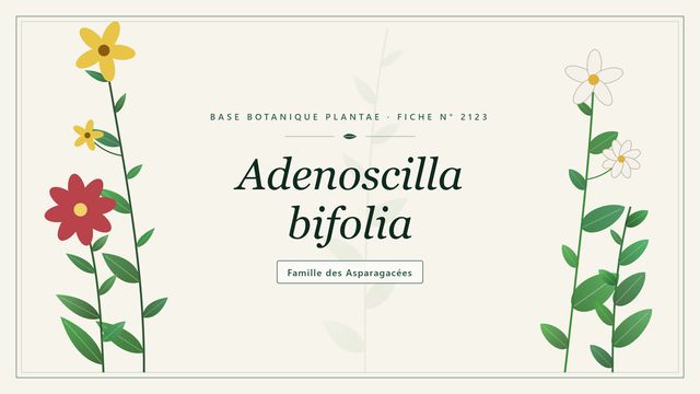 Adenoscilla bifolia : synonyme de Scilla bifolia, bulbeuse printanière Planche botanique stylisée d’Adenoscilla bifolia, famille des Asparagacées