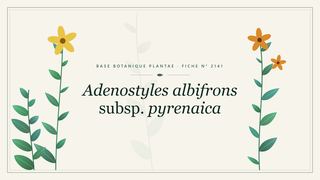 Planche botanique stylisée d’Adenostyles albifrons subsp. pyrenaica
