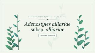Planche botanique stylisée d’Adenostyles alliariae subsp. alliariae, famille des Asteraceae