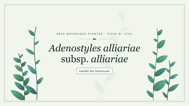 L'adénostyle alliaire typique, géante des alpages humides Planche botanique stylisée d’Adenostyles alliariae subsp. alliariae, famille des Asteraceae