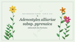 Planche botanique stylisée d’Adenostyles alliariae subsp. pyrenaica (Adénostyle des Pyrénées)