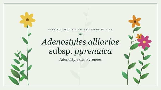 Adenostyles alliariae subsp. pyrenaica Planche botanique stylisée d’Adenostyles alliariae subsp. pyrenaica (Adénostyle des Pyrénées)