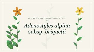 Planche botanique stylisée d’Adenostyles alpina subsp. briquetii