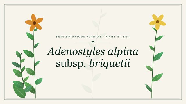 Adenostyles alpina subsp. briquetii : fiche descriptive et taxonomie Planche botanique stylisée d’Adenostyles alpina subsp. briquetii