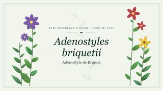 Planche botanique stylisée d’Adenostyles briquetii (Adénostyle de Briquet)