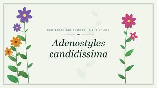 Planche botanique stylisée d’Adenostyles candidissima