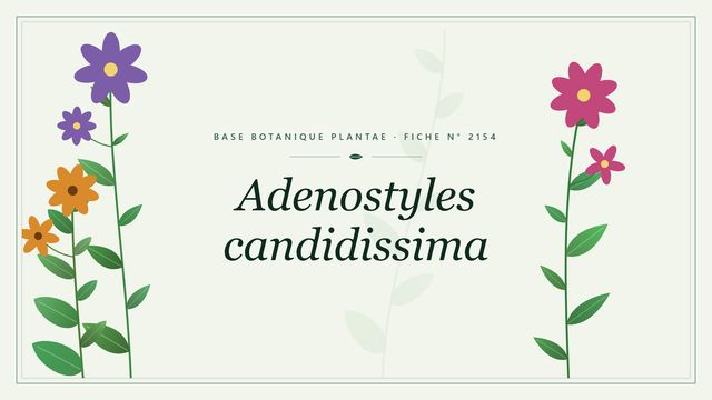 Adenostyles candidissima : description, culture et usages ornementaux Planche botanique stylisée d’Adenostyles candidissima