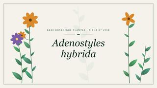Planche botanique stylisée d’Adenostyles hybrida
