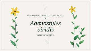Planche botanique stylisée d’Adenostyles viridis (Adenostyle verte)