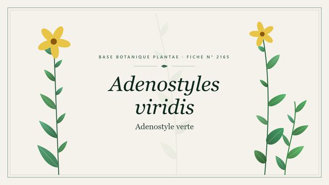 Adenostyles viridis : repères utiles Planche botanique stylisée d’Adenostyles viridis (Adenostyle verte)
